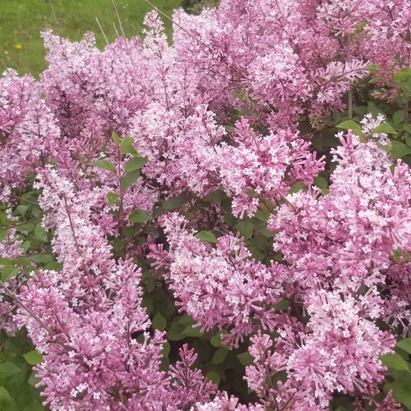 Meet your Posher, Kristyn - Picture 1 of 1